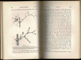 The Movements and Habits of Climbing Plants