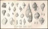 Geological Observations on South America. Being the Third Part of the Geology of the Voyage of the Beagle, Under the Command of Capt. Fitzroy, R. N. During the years 1832 to 1836
