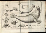 The History of a Voyage to the Malouine (or Falkland) Islands, made in 1763 and 1764, under the Command of M. de Bougainville, in order to form a Settlement there; and of Two Voyages to the Streights of Magellan, with An Account of the Patagonians