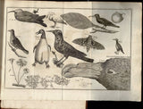 The History of a Voyage to the Malouine (or Falkland) Islands, made in 1763 and 1764, under the Command of M. de Bougainville, in order to form a Settlement there; and of Two Voyages to the Streights of Magellan, with An Account of the Patagonians