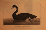 Voyage in Search of La Pérouse [with] Atlas Pour Servir à la Relation du Voyage à la Recherche de la Pérouse