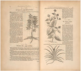 Historia naturalis Brasiliae: auspicio et beneficio illustriss. I. Mauritii Com. Nassau illius provincjae et maris summi praefecti adornata